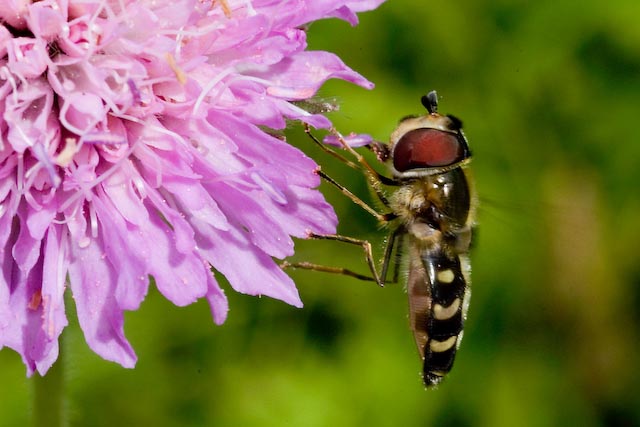 Hoverfly