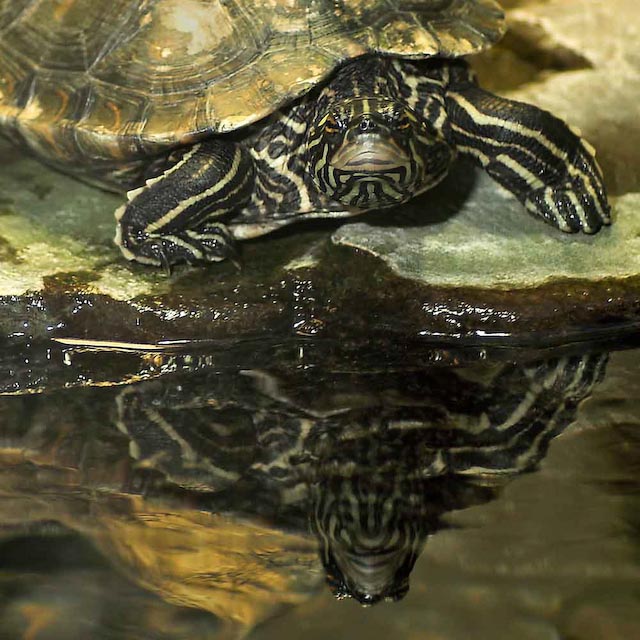 Mirrored Turtle