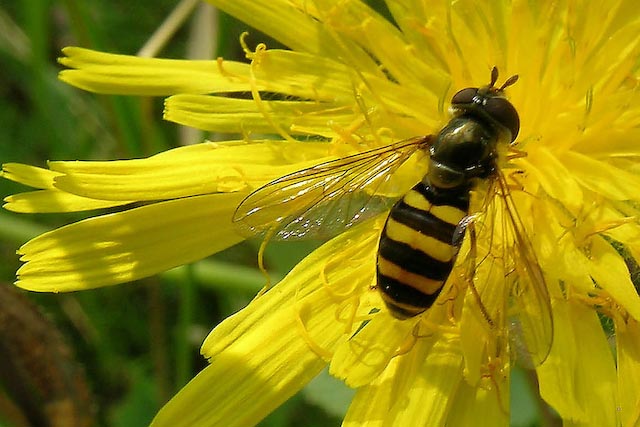 Hoverfly on Asteraceae