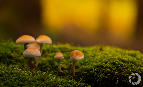 A few little mushrooms